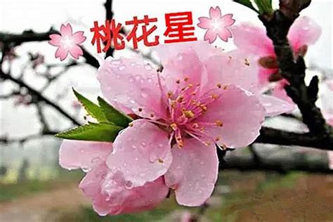 桃花运|八字桃花运 八字桃花运免费